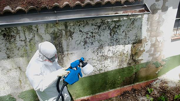 Top rated local Commercial Mold Remediation specialists in Millington, TN